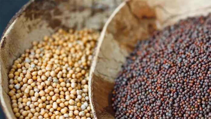 Mustard Varieties: हरियाणा कृषि विश्वविद्यालय के वैज्ञानिकों ने तैयार की सरसों की दो नई किस्में
