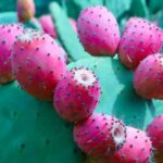 Naagfani Fruit: पोषक तत्वों और औषधीय गुणों से भरपूर है नागफनी का फल