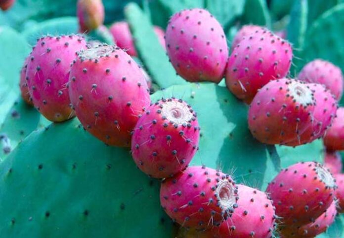 Naagfani Fruit: पोषक तत्वों और औषधीय गुणों से भरपूर है नागफनी का फल