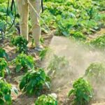 Natural Pesticides: जानें अग्नि-अस्त्र पद्धति से घर पर कैसे तैयार करें प्राकृतिक कीटनाशक