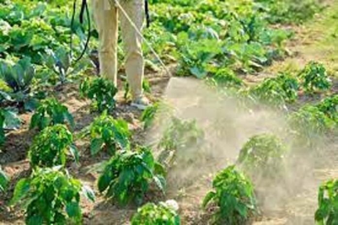 Natural Pesticides: जानें अग्नि-अस्त्र पद्धति से घर पर कैसे तैयार करें प्राकृतिक कीटनाशक