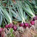Onion Farming Tips: मात्र 60 दिनों में तैयार हो जाएगी प्याज की फसल, जानें उगाने का तरीका