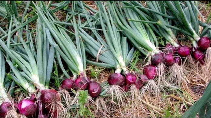 Onion Farming Tips: मात्र 60 दिनों में तैयार हो जाएगी प्याज की फसल, जानें उगाने का तरीका