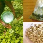 Organic Pesticides: घरेलू नुस्खों से बनाएं असरदार जैविक कीटनाशक