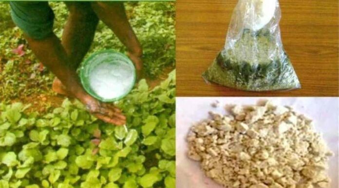 Organic Pesticides: घरेलू नुस्खों से बनाएं असरदार जैविक कीटनाशक