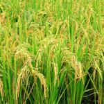 Paddy And Vegetables Farming Tips: बरसात के मौसम में धान और सब्जियों की फसलों का रखें विशेष ध्यान, एडवाइजरी जारी