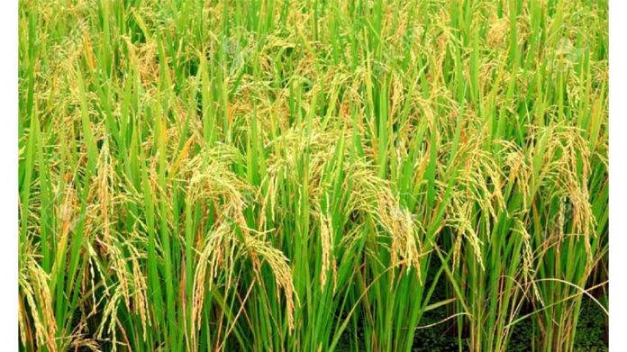 Paddy And Vegetables Farming Tips: बरसात के मौसम में धान और सब्जियों की फसलों का रखें विशेष ध्यान, एडवाइजरी जारी Paddy And Vegetables Farming Tips: बरसात के मौसम में धान और सब्जियों की फसलों का रखें विशेष ध्यान, एडवाइजरी जारी
