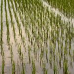 Paddy Crop: बाढ़ के पानी में डूब गई धान की फसल तो बचाने के लिए करें ये उपाय