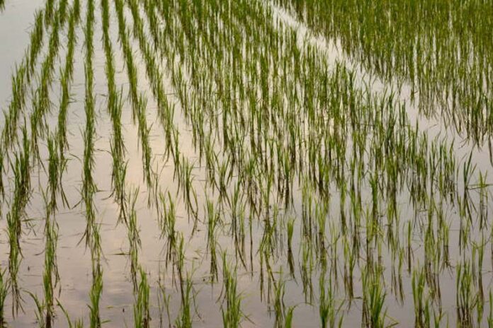 Paddy Crop: बाढ़ के पानी में डूब गई धान की फसल तो बचाने के लिए करें ये उपाय