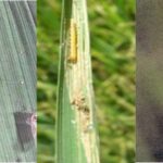 Paddy Farming: धान की फसल पर हमला कर सकते है तना छेदक और भूरा फुदका कीट