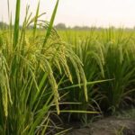 Paddy Farming: निकलने लगी धान की बालियां बरतें सावधानी
