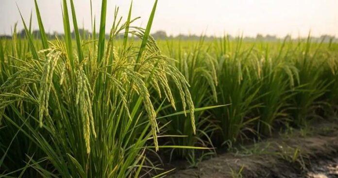 Paddy Farming: निकलने लगी धान की बालियां बरतें सावधानी