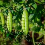Peas Farming At Home: घर पर उगाएं हरी मटर जानें कब और कैसे लगाएं बीज
