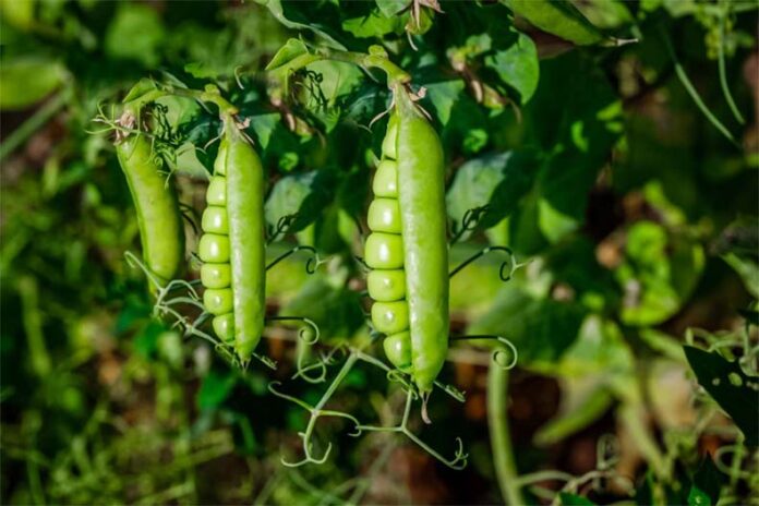 Peas Farming At Home: घर पर उगाएं हरी मटर जानें कब और कैसे लगाएं बीज