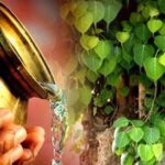 Shanivaar Upaay: शनिवार को करें पीपल के पेड़ की पूजा, दूर होगी परेशानियां