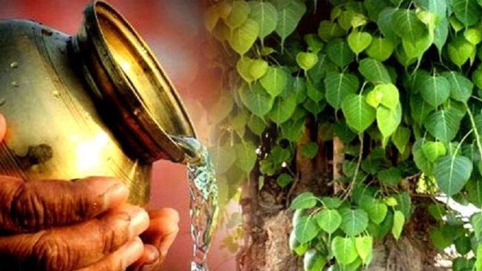 Shanivaar Upaay: शनिवार को करें पीपल के पेड़ की पूजा, दूर होगी परेशानियां