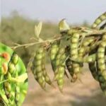 Pigeon Pea Farming: बरसात में खेतों की मेड़ से घास हटाना जरूरी, नहीं तो अरहर की फसल को होगा भारी नुकसान
