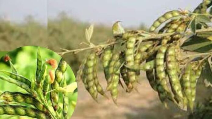 Pigeon Pea Farming: बरसात में खेतों की मेड़ से घास हटाना जरूरी, नहीं तो अरहर की फसल को होगा भारी नुकसान
