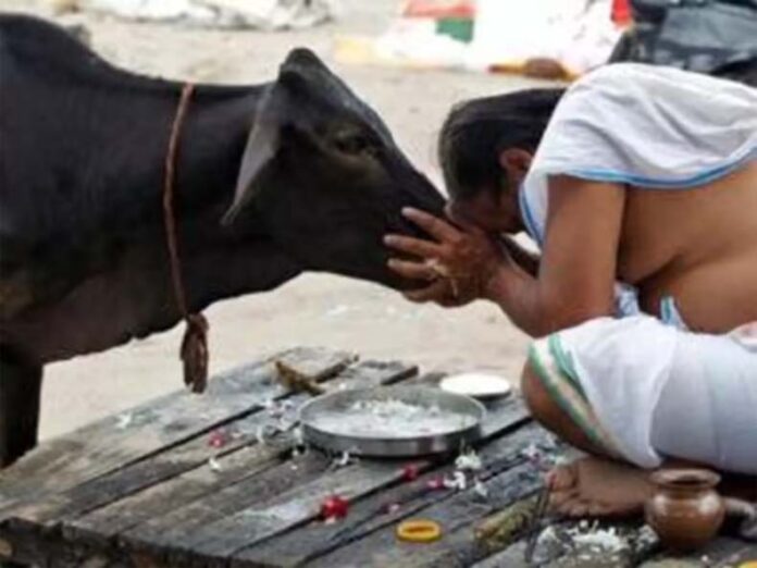 Pitru Paksha: पितृ पक्ष में क्यों कराया जाता है पशु-पक्षियों को भोजन