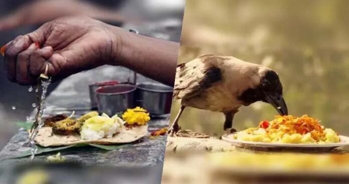Pitru Paksha Upaay: जानें पितृ पक्ष में कौऐ को क्यों कराया जाता है भोजन
