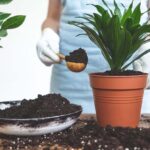 Plants Care: जानें बरसात में कैसे करें पौधों की देखभाल