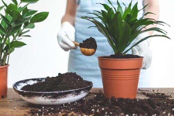 Plants Care: जानें बरसात में कैसे करें पौधों की देखभाल