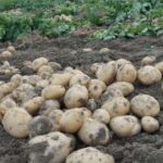 Potato New Varieties: कृषि मंत्रालय ने आलू की 4 हाई-क्वालिटी किस्मों को दी मंजूरी
