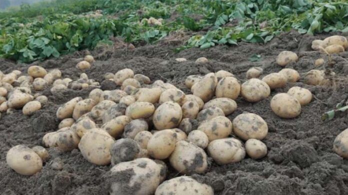 Potato New Varieties: कृषि मंत्रालय ने आलू की 4 हाई-क्वालिटी किस्मों को दी मंजूरी