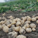 Potato Farming Tips: आलू की चाहिए बंपर पैदावार, तो बुवाई से 1 सप्ताह पहले कर लें ये काम