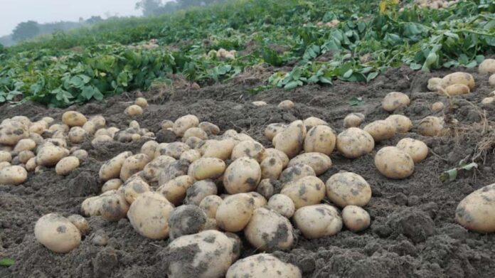 Potato Farming Tips: आलू की चाहिए बंपर पैदावार, तो बुवाई से 1 सप्ताह पहले कर लें ये काम