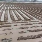 Prepare Fields: जानें भारी बारिश और बाढ़ के बाद कैसे करें खेतों को तैयार