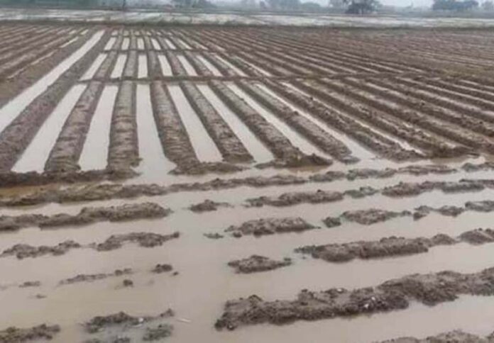 Prepare Fields: जानें भारी बारिश और बाढ़ के बाद कैसे करें खेतों को तैयार