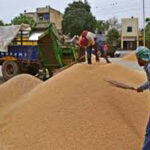 Punjab Paddy Procurement : पंजाब में आज से शुरू होगी धान खरीद