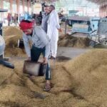 Pusa Basmati 1509: करनाल की अनाज मंडियों में तेज हुई पूसा बासमती 1509 की आवक