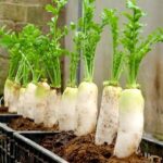 Radish Farming At Home: जानें घर पर मूली उगाने का पूरा प्रोसेस