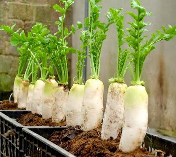 Radish Farming At Home: जानें घर पर मूली उगाने का पूरा प्रोसेस