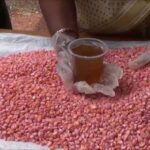 Seed Treatment: जानें बुवाई करने से पहले क्यों जरूरी है बीज उपचार