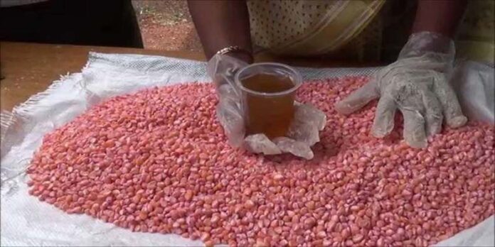 Seed Treatment: जानें बुवाई करने से पहले क्यों जरूरी है बीज उपचार