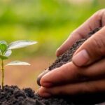 Soil Fertility: जानें कैसे बढ़ाए मिट्टी की उर्वरता