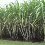Sugarcane Farming Tips: गन्ने की खेती में अपनाएं पंचामृत टिप्स
