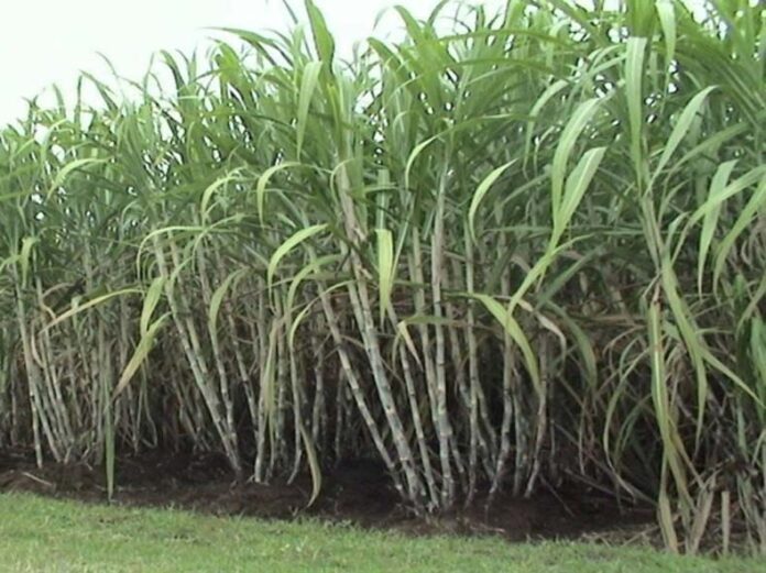 Sugarcane Farming Tips: गन्ने की खेती में अपनाएं पंचामृत टिप्स