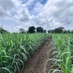 Sugarcane With Vegetables Farming: गन्ने के साथ जाड़े में उगाएं ये सब्जियां, डबल कमाई होगी