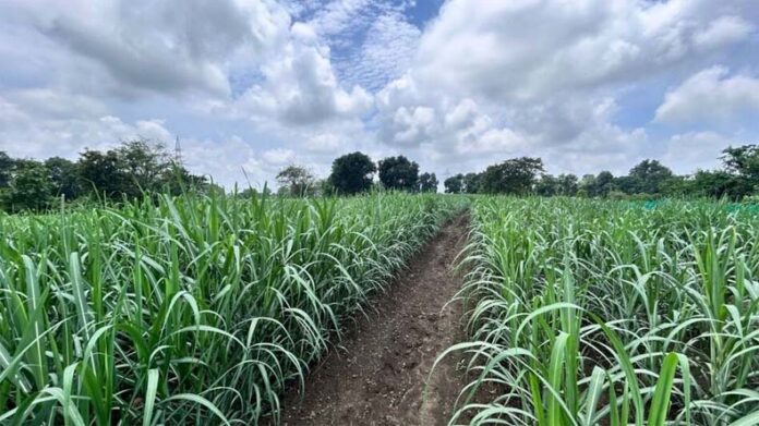 Sugarcane With Vegetables Farming: गन्ने के साथ जाड़े में उगाएं ये सब्जियां, डबल कमाई होगी