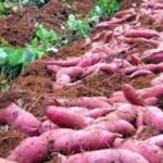 Sweet Potatoes Farming: शकरकंद की खेती कर लाखों रुपए कमा सकते है किसान