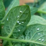 Tomato Farming Tips: मानसून के बाद टमाटर पर बढ़ जाता है व्हाइट फ्लाई कीट का खतरा, जानें बचाव के उपाय
