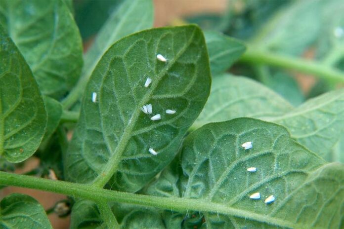 Tomato Farming Tips: मानसून के बाद टमाटर पर बढ़ जाता है व्हाइट फ्लाई कीट का खतरा, जानें बचाव के उपाय