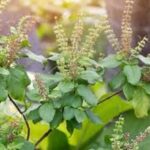 Tulsi Plants: सितंबर में इन खास तरीकों से करें तुलसी के पौधे की देखभाल