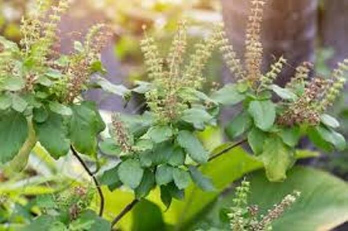 Tulsi Plants: सितंबर में इन खास तरीकों से करें तुलसी के पौधे की देखभाल