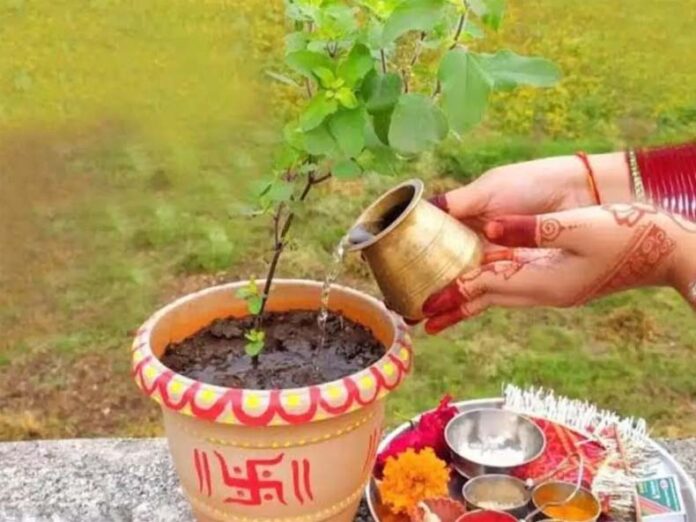Tulsi Rule: जानें किस दिशा में लगाना चाहिए तुलसी का पौधा