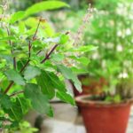 Tulsi Puja Niyam: सर्वपितृ अमावस्या पर ग्रहण का साया, जानें तुलसी पूजा के नियम